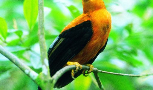 wallcate.com (11)-min